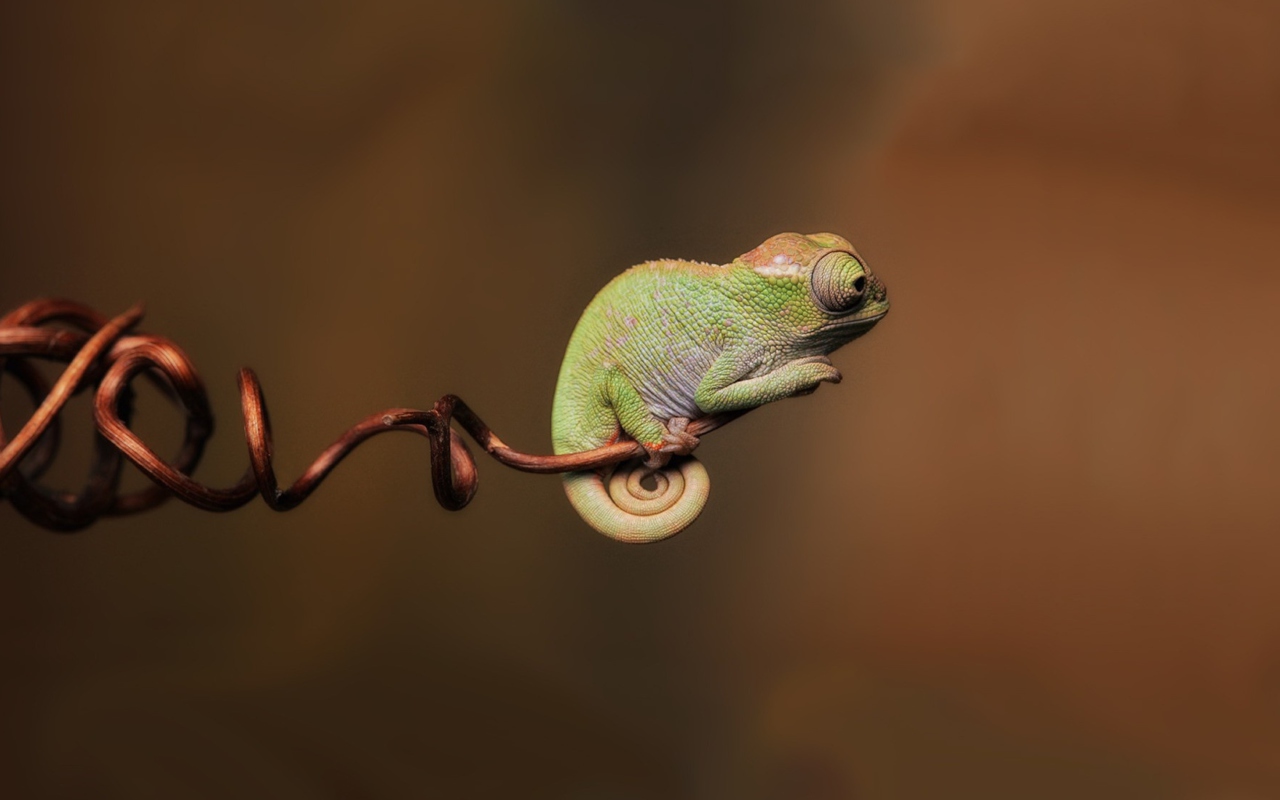 Chameleon On Stick wallpaper 1280x800