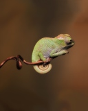 Обои Chameleon On Stick 128x160