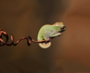 Chameleon On Stick wallpaper 176x144