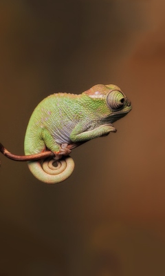 Chameleon On Stick screenshot #1 240x400