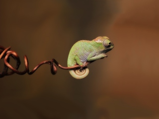 Das Chameleon On Stick Wallpaper 320x240