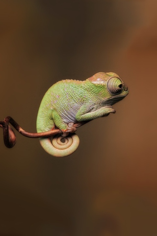 Chameleon On Stick wallpaper 320x480
