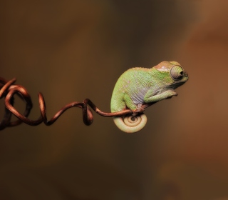 Chameleon On Stick - Obrázkek zdarma pro iPad 3