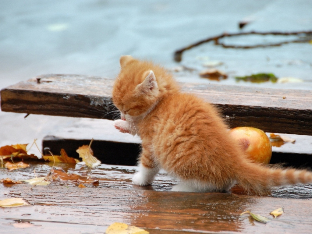 Small Orange Kitten In Rain wallpaper 1024x768