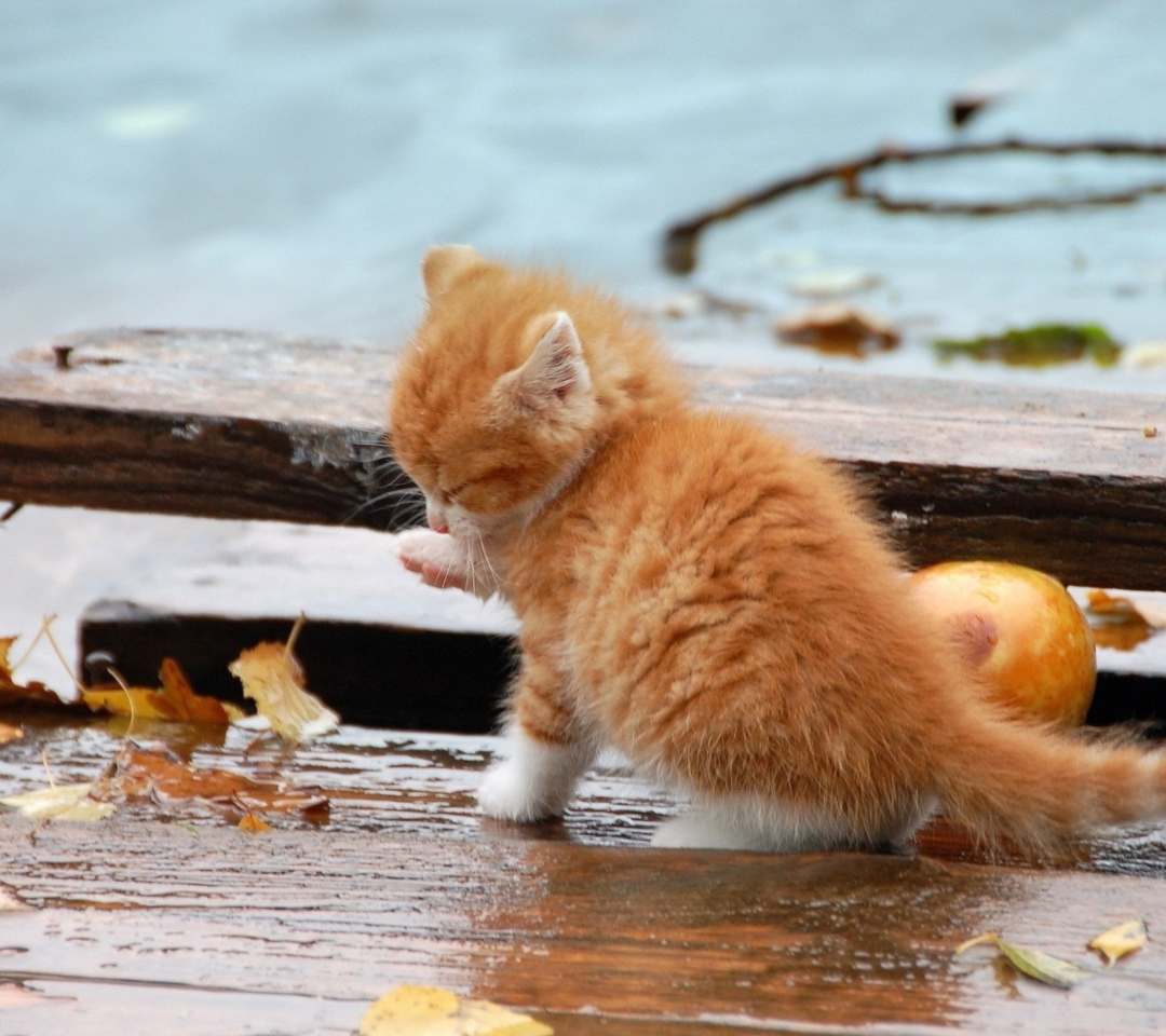Обои Small Orange Kitten In Rain 1080x960