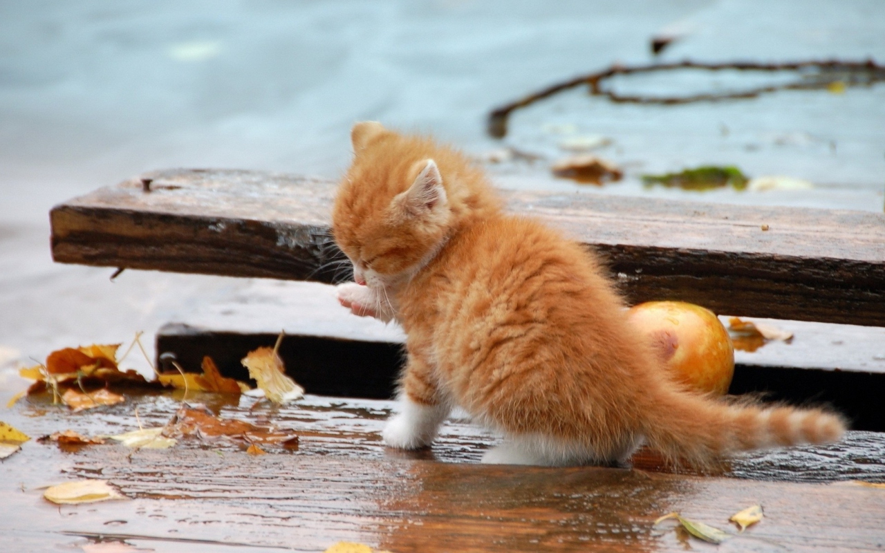 Small Orange Kitten In Rain wallpaper 1280x800