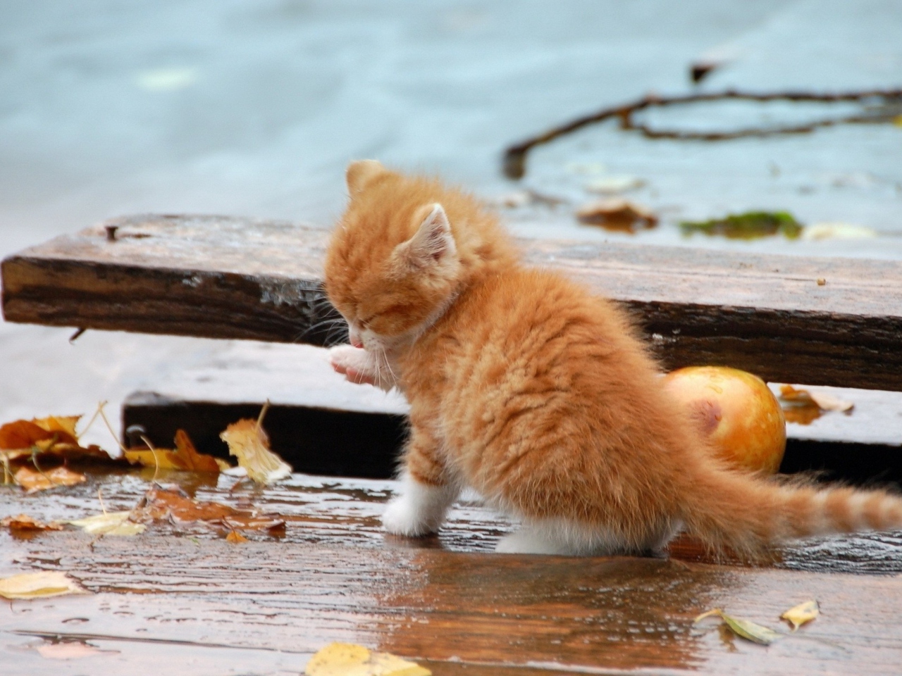 Das Small Orange Kitten In Rain Wallpaper 1280x960