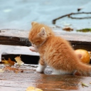 Small Orange Kitten In Rain wallpaper 128x128