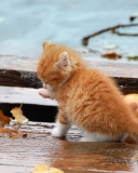 Small Orange Kitten In Rain wallpaper 128x160