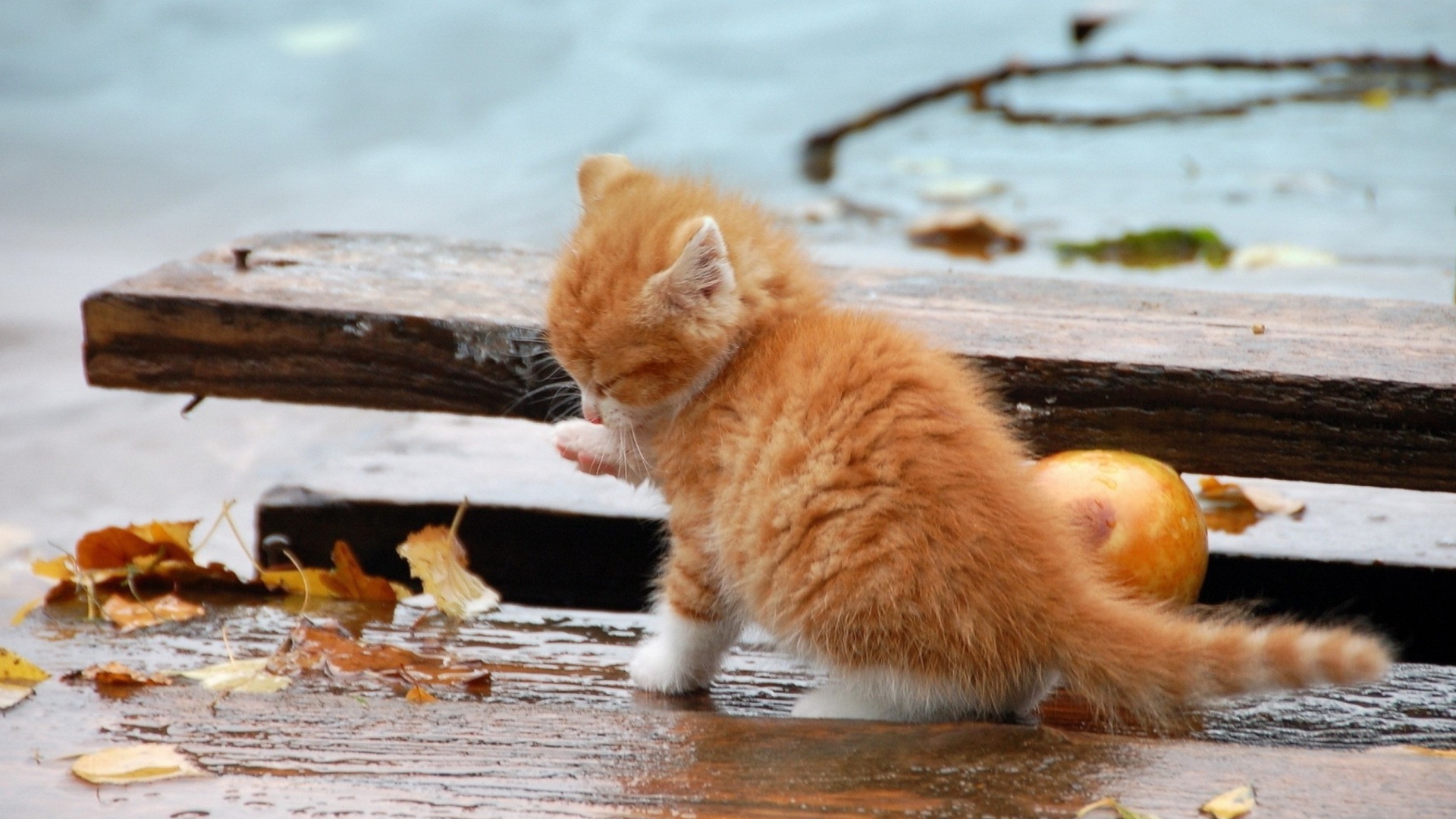 Small Orange Kitten In Rain wallpaper 1920x1080