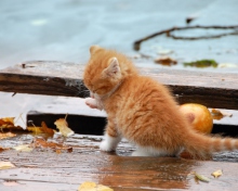 Обои Small Orange Kitten In Rain 220x176