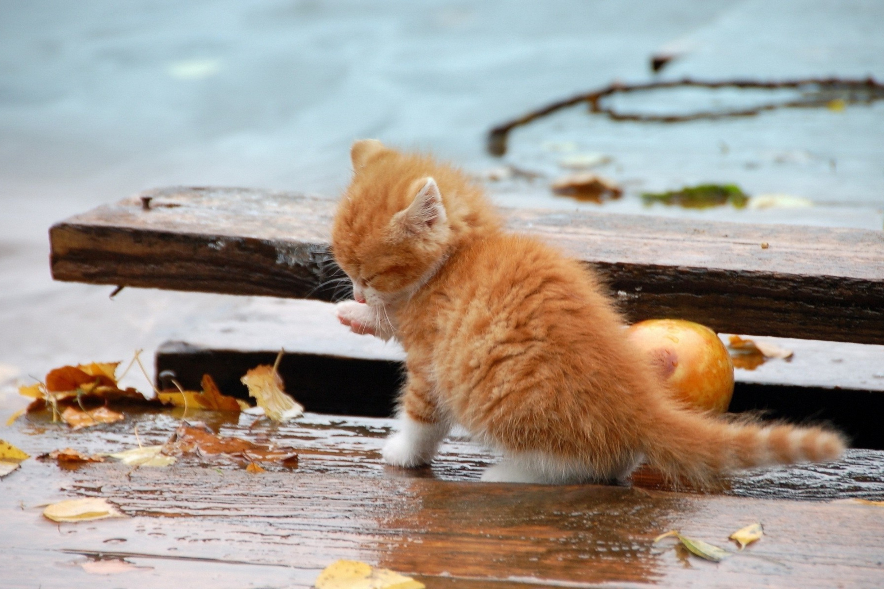 Fondo de pantalla Small Orange Kitten In Rain 2880x1920