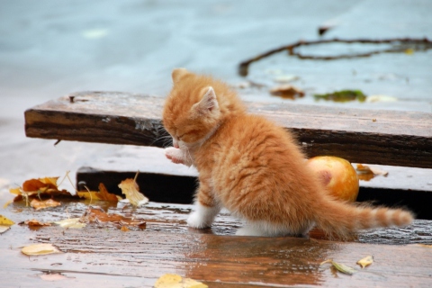 Обои Small Orange Kitten In Rain 480x320