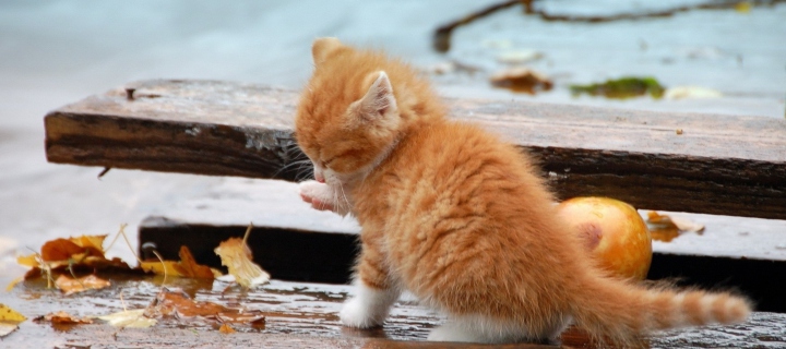 Small Orange Kitten In Rain wallpaper 720x320