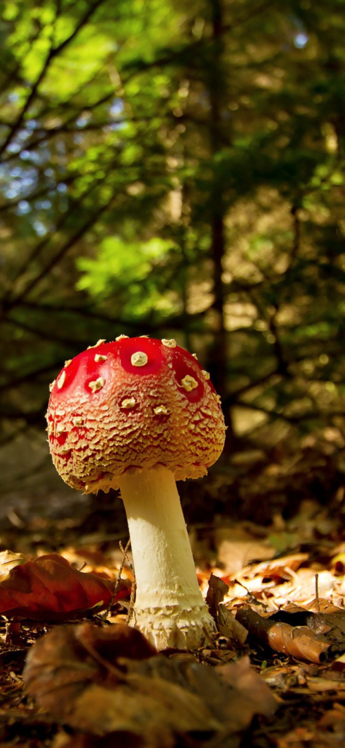 Sfondi Red Mushroom 1170x2532