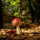 Обои Red Mushroom 128x128