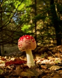 Fondo de pantalla Red Mushroom 128x160