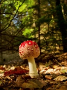 Sfondi Red Mushroom 132x176