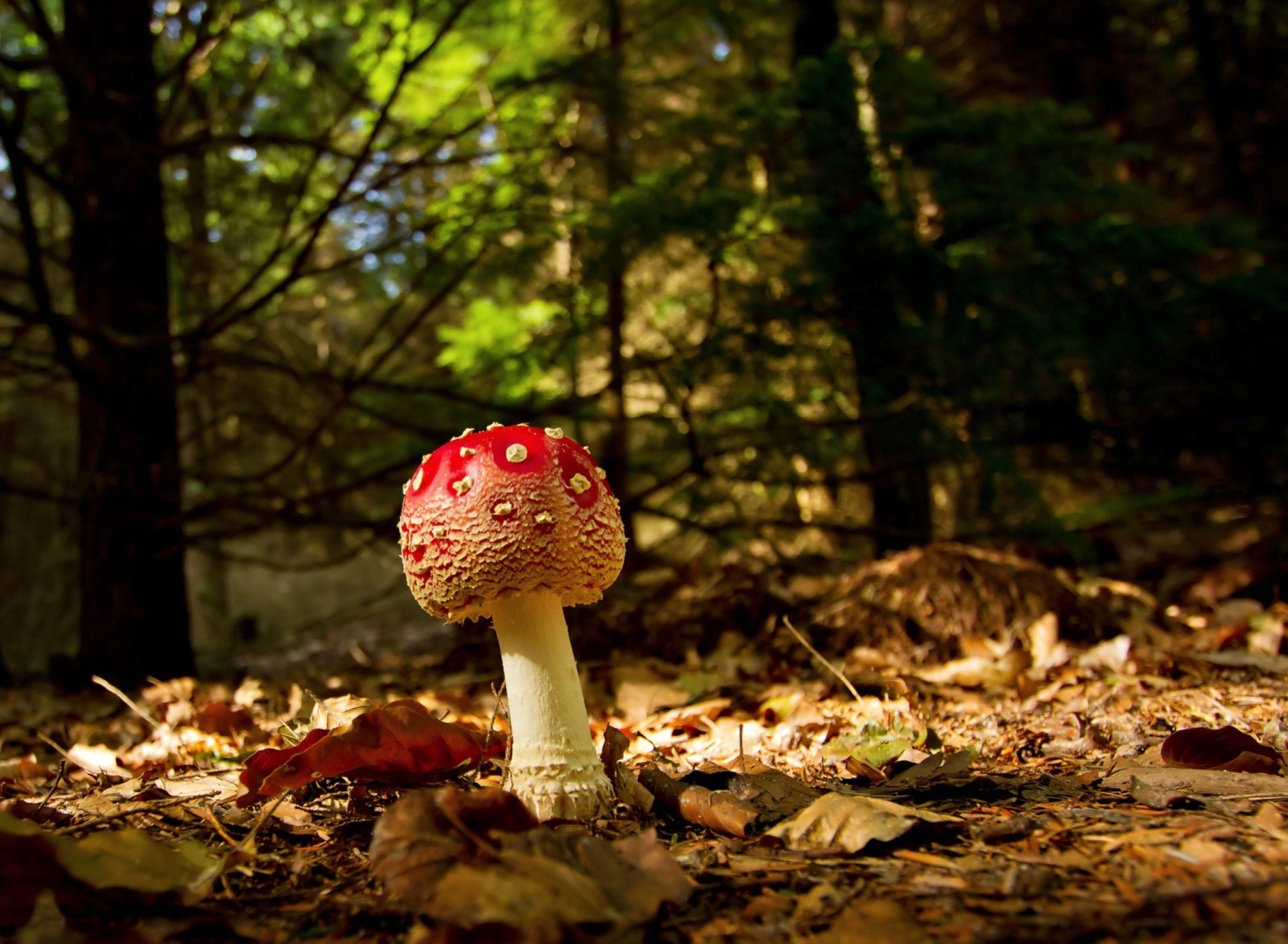 Обои Red Mushroom 1920x1408