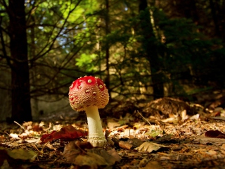 Red Mushroom screenshot #1 320x240