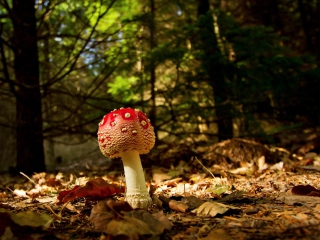 Red Mushroom wallpaper 320x240