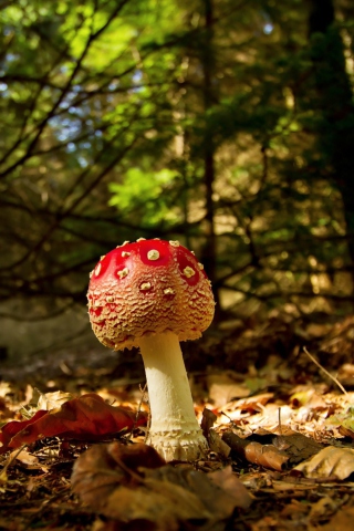 Fondo de pantalla Red Mushroom 320x480