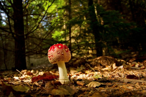 Red Mushroom wallpaper 480x320