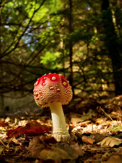 Red Mushroom wallpaper 480x640