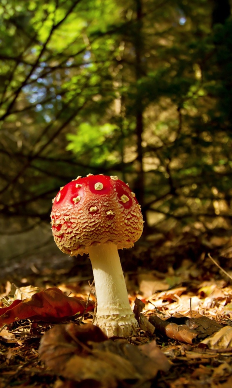 Sfondi Red Mushroom 480x800