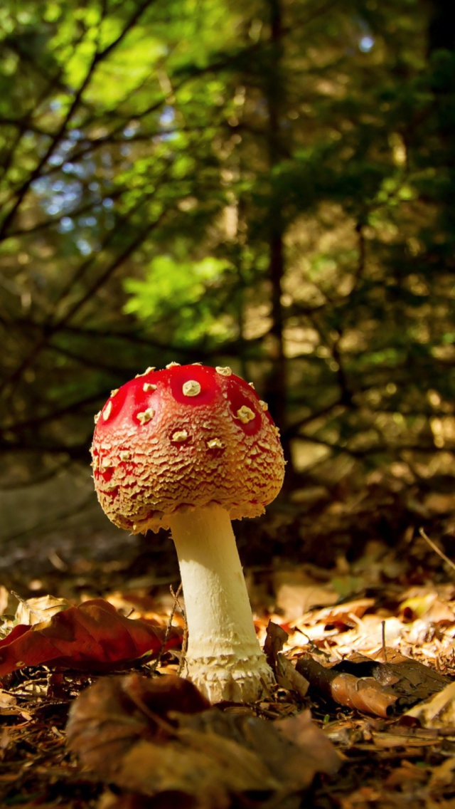 Red Mushroom screenshot #1 640x1136