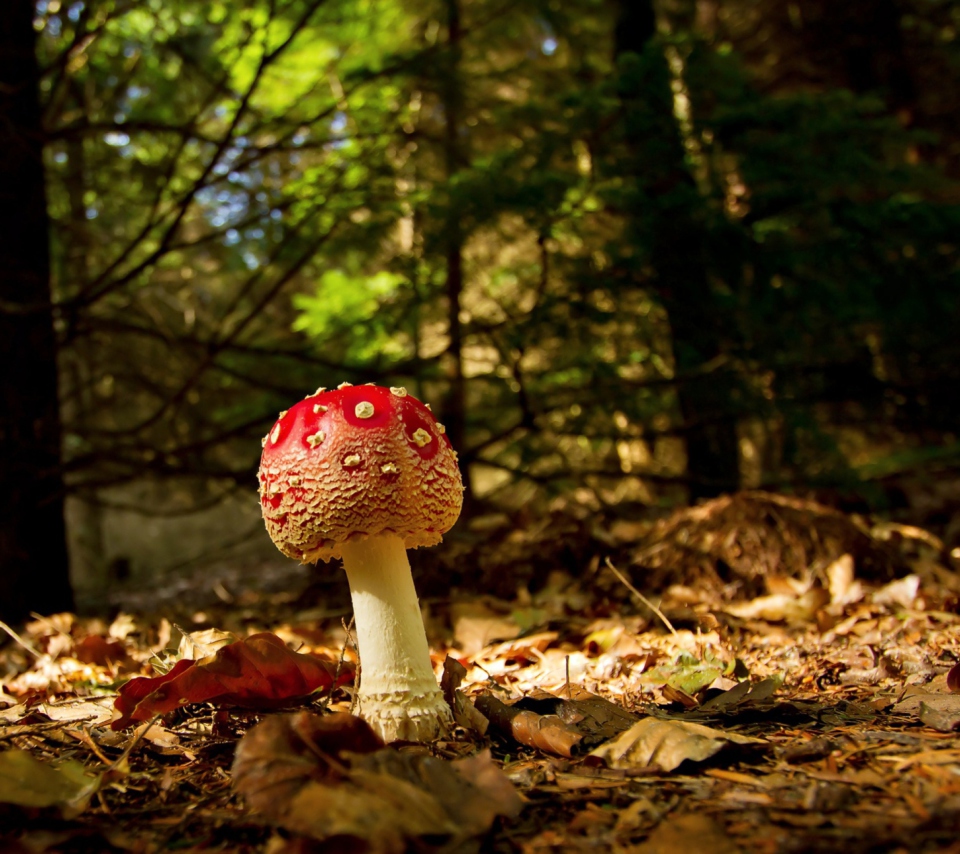 Fondo de pantalla Red Mushroom 960x854
