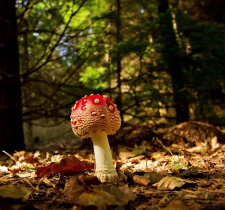 Red Mushroom - Obrázkek zdarma pro iPad Air