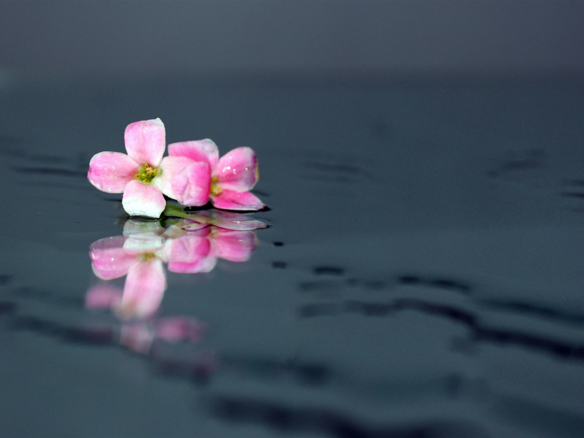 Das Pink Flowers On Water Wallpaper 1152x864