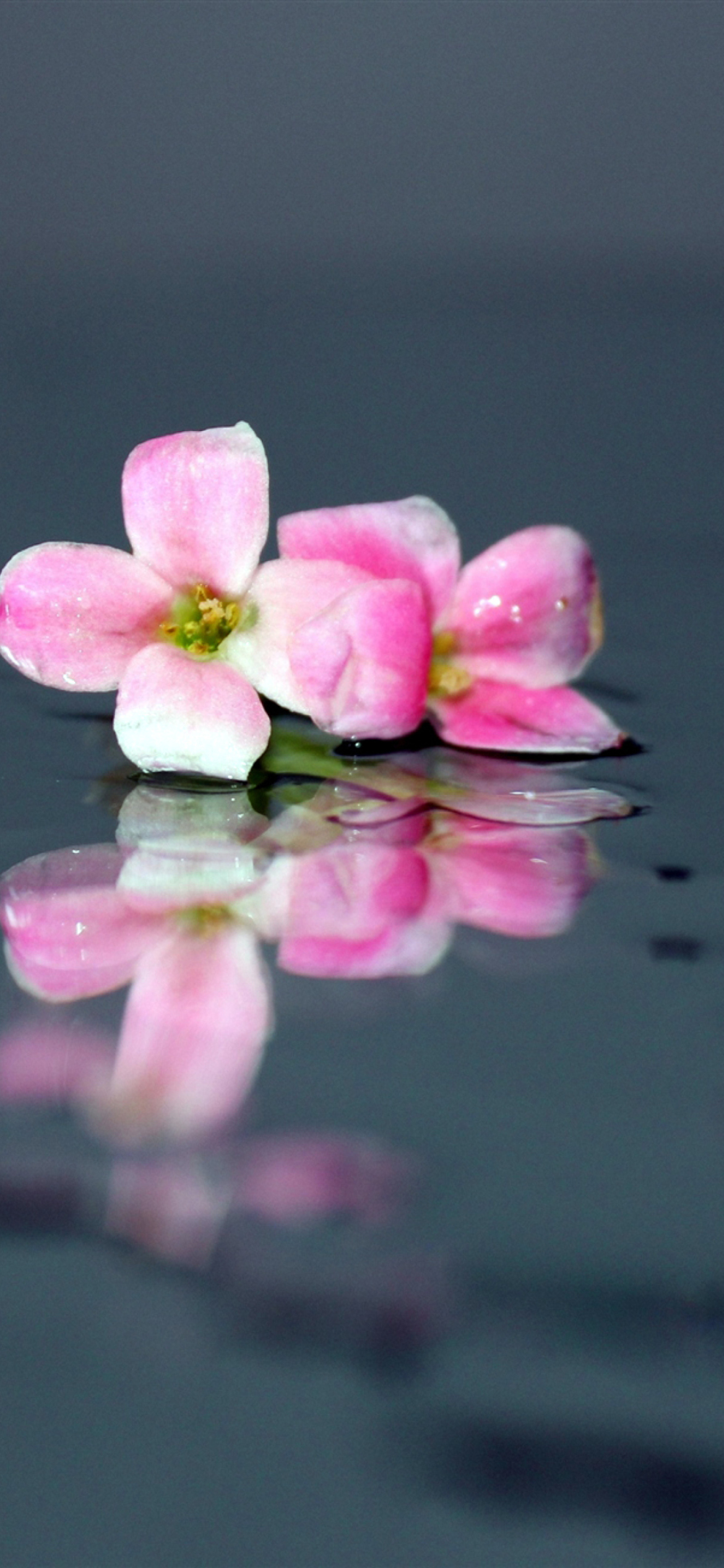 Pink Flowers On Water screenshot #1 1170x2532