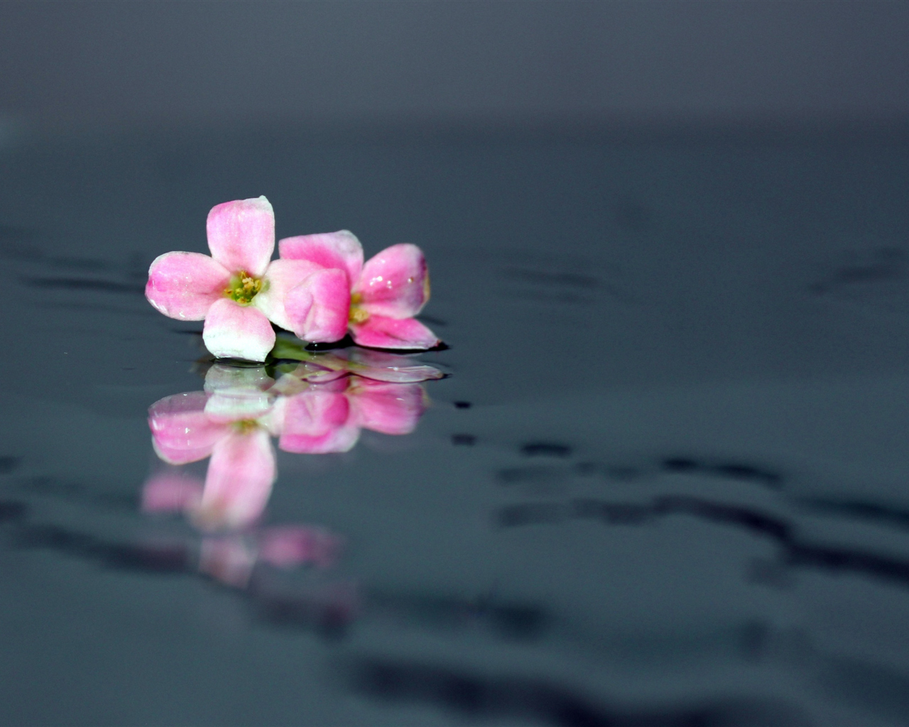 Das Pink Flowers On Water Wallpaper 1280x1024