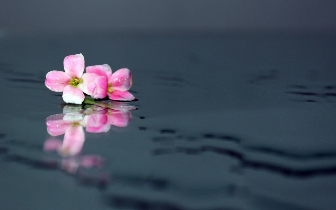 Pink Flowers On Water screenshot #1 1280x800