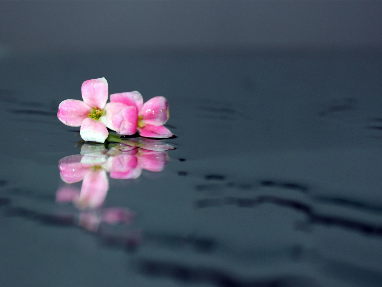 Обои Pink Flowers On Water 1280x960