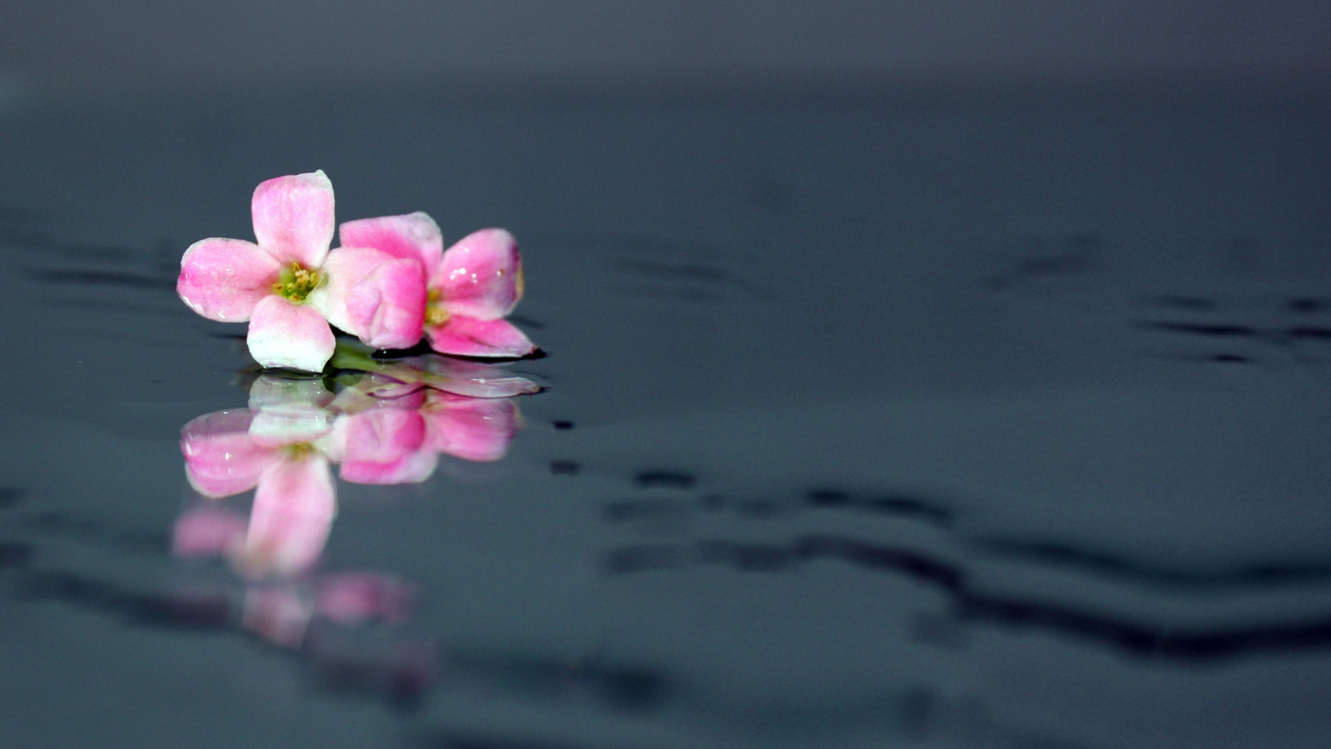 Обои Pink Flowers On Water 1920x1080