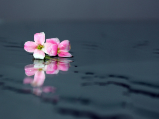 Screenshot №1 pro téma Pink Flowers On Water 320x240