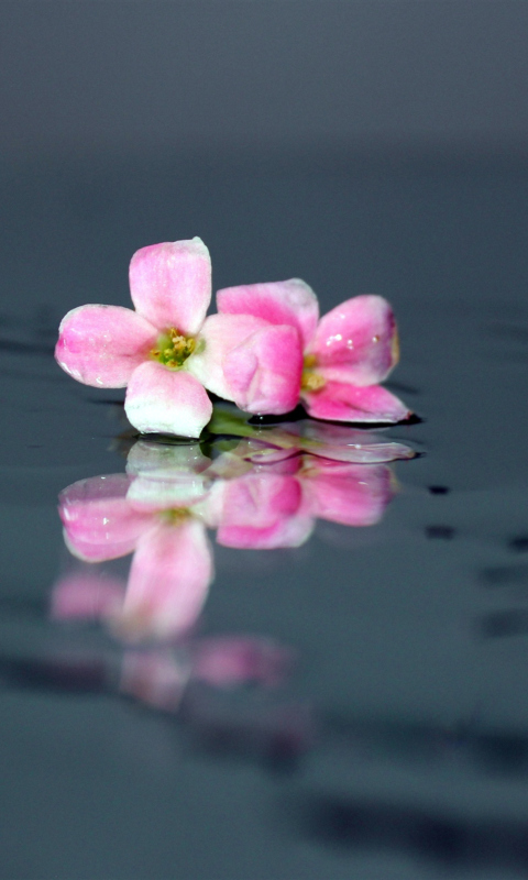 Pink Flowers On Water screenshot #1 480x800