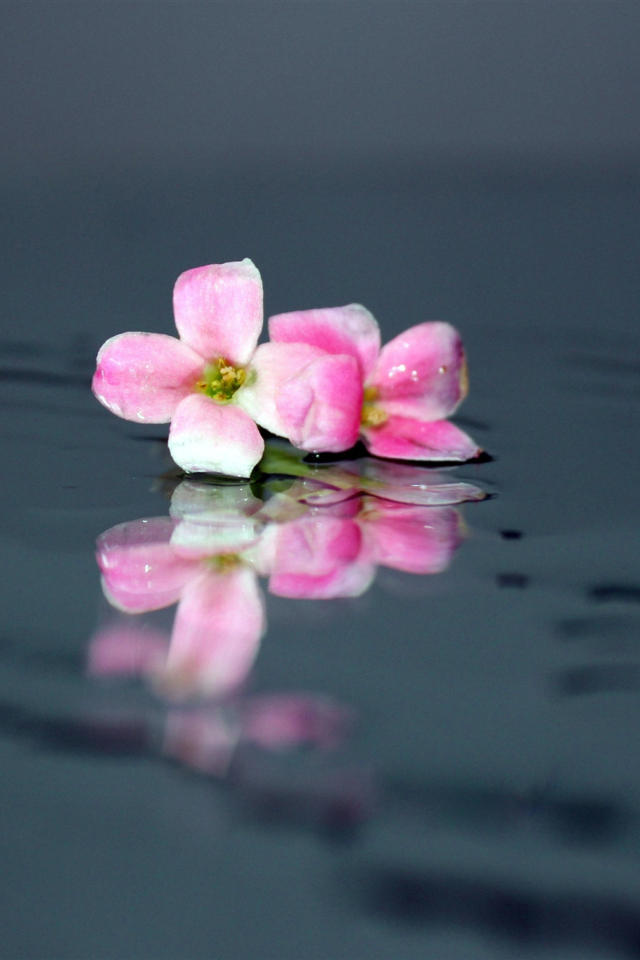 Fondo de pantalla Pink Flowers On Water 640x960