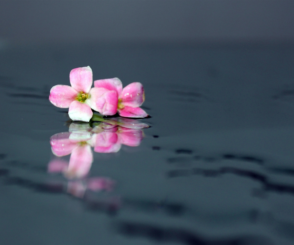 Pink Flowers On Water screenshot #1 960x800