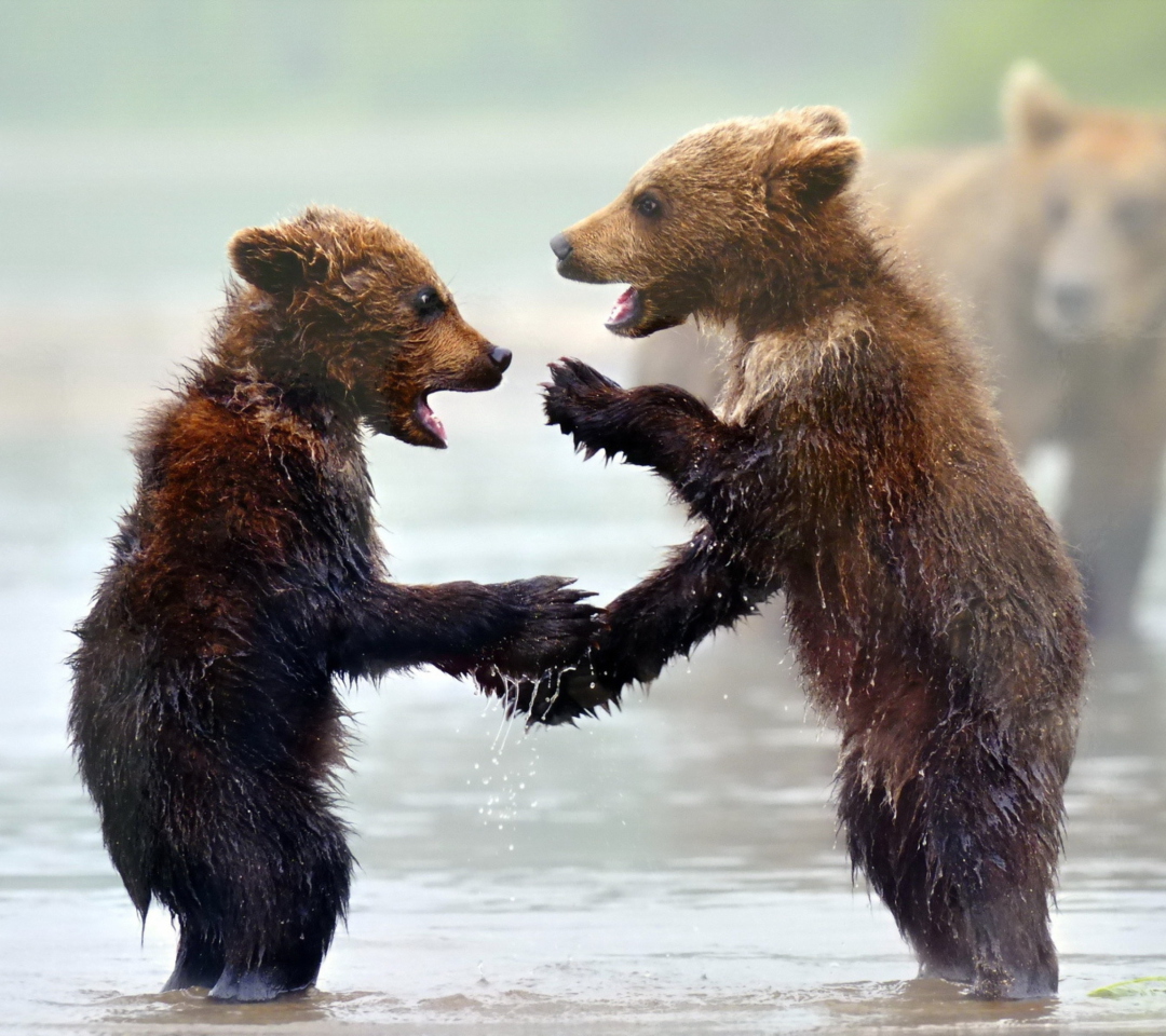 Das Funny Bears Wallpaper 1080x960