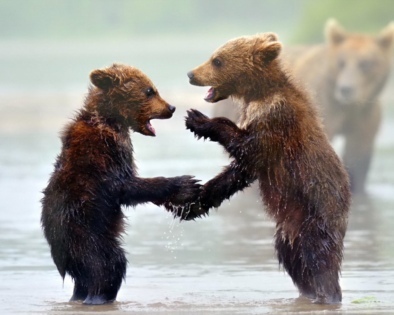 Das Funny Bears Wallpaper 1280x1024