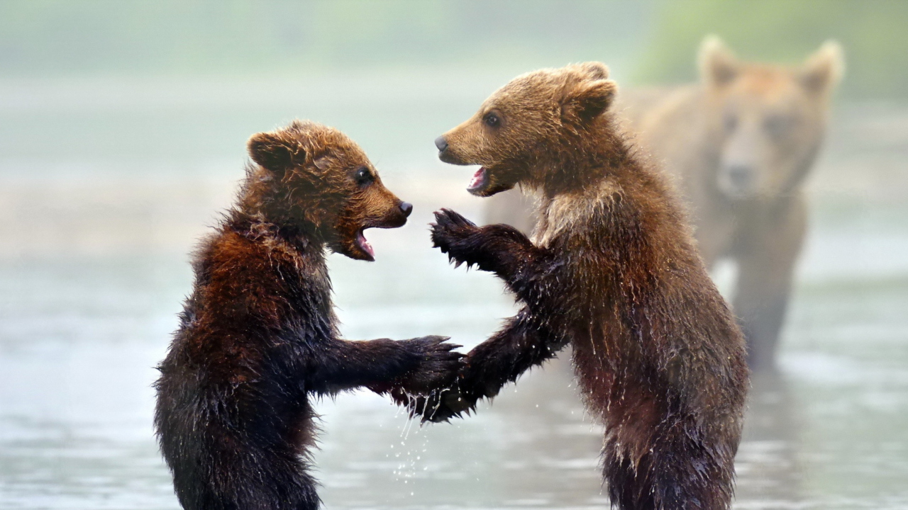 Funny Bears wallpaper 1280x720