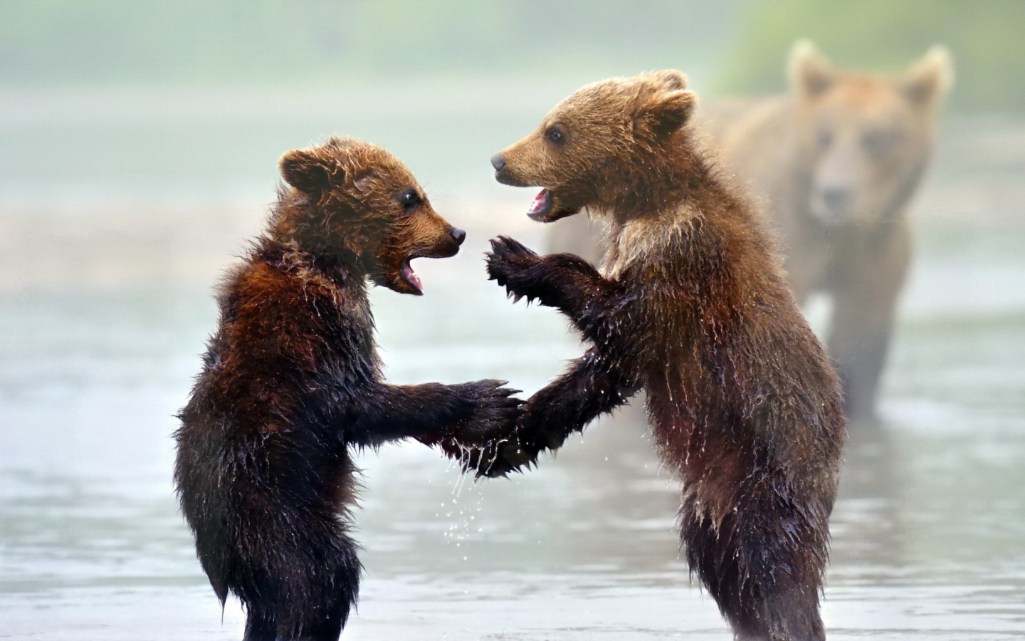 Funny Bears wallpaper 1440x900