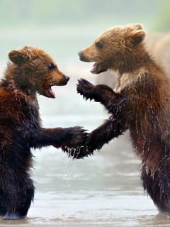 Funny Bears wallpaper 240x320