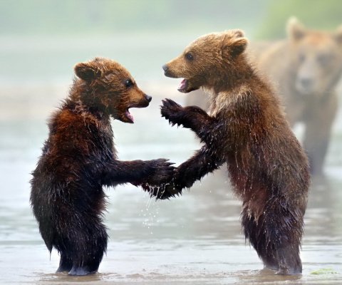 Обои Funny Bears 480x400