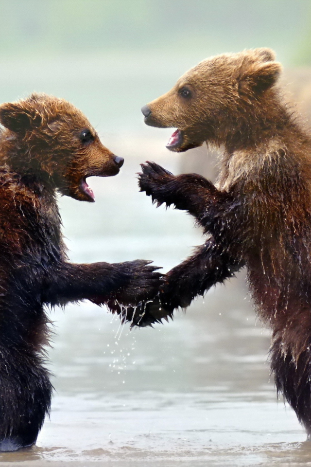 Funny Bears wallpaper 640x960