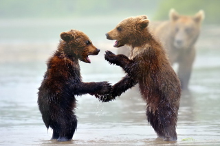 Funny Bears - Obrázkek zdarma 